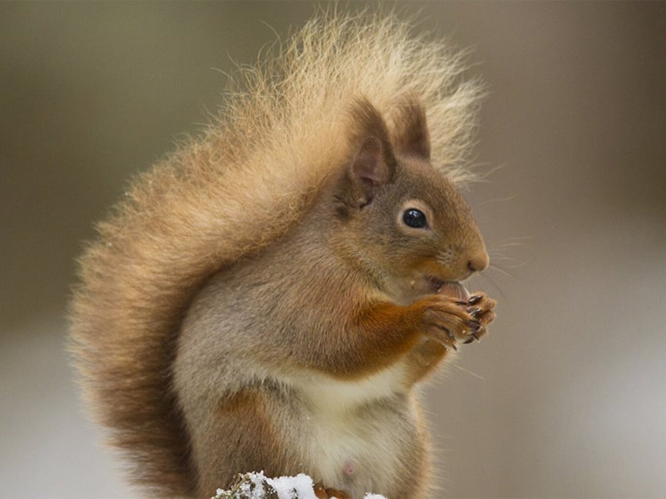 Red Squirrel